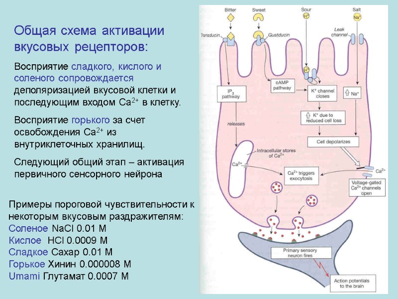 Общая схема активации вкусовых рецепторов: Восприятие сладкого, кислого и соленого сопровождается деполяризацией вкусовой клетки